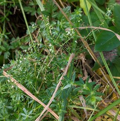Galium concinnum