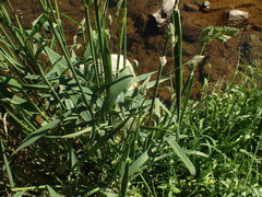 Phalaris arundinacea arundinacea