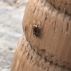 Habronattus forticulus