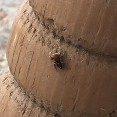 Habronattus forticulus