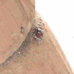Habronattus forticulus