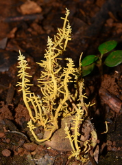 Penicilliopsis clavariiformis image