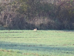 Oryctolagus cuniculus