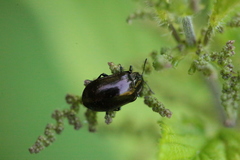 Chrysomela cuprea