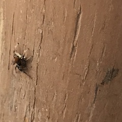 Habronattus forticulus