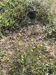 Eremophila