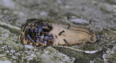 Cydia fletcherana