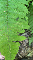 Deparia acrostichoides