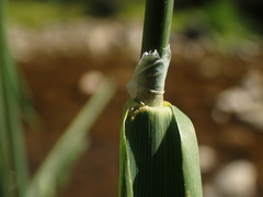 Phalaris arundinacea arundinacea