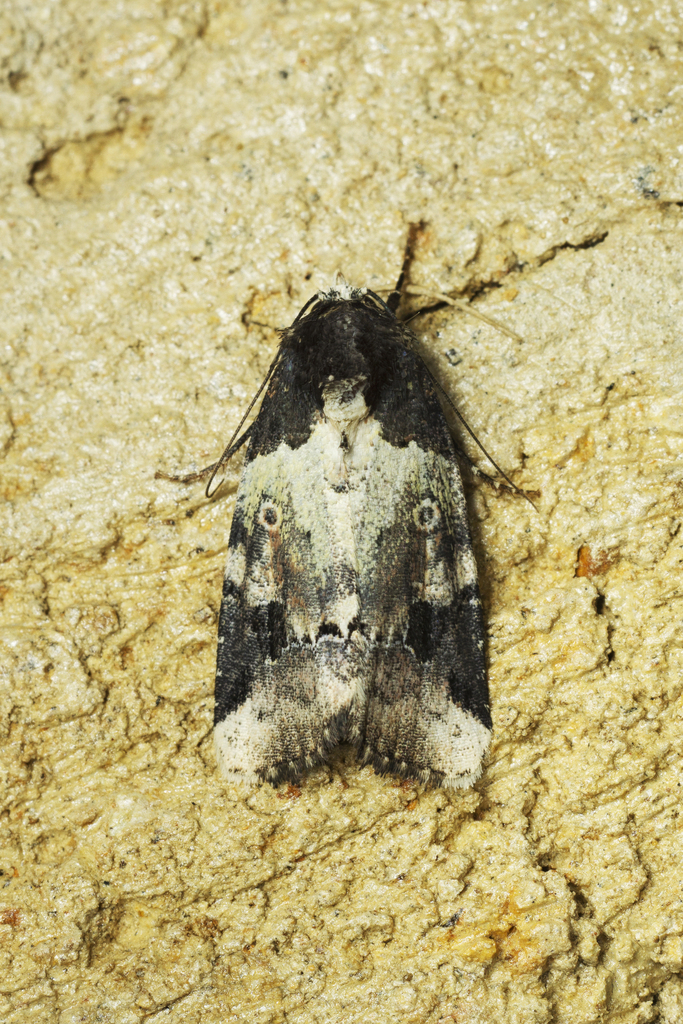 Bryolymnia bicon