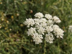 Oenanthe pimpinelloides