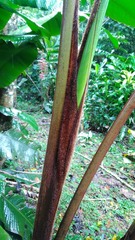 Heliconia danielsiana
