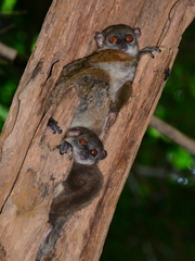 Lepilemur ankaranensis