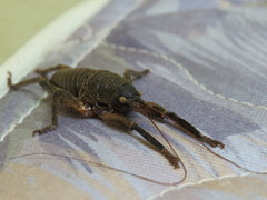 Nesoecia nigrispina