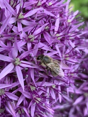 Apis mellifera