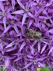 Apis mellifera