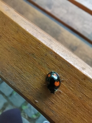 Harmonia axyridis