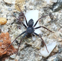 Pulchellodromus bistigma