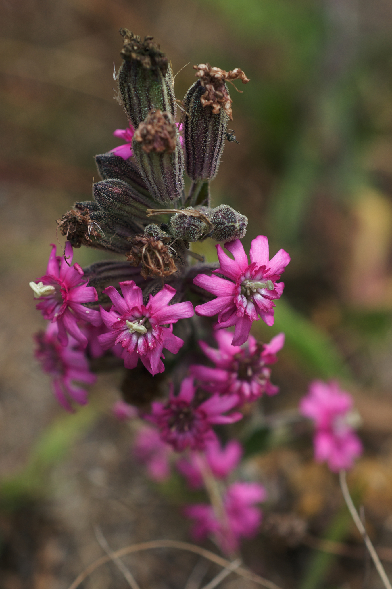 Silene scouleri ssp. scouleri