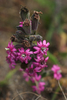 Scouler's Catchfly - Photo (c) Eric in SF, some rights reserved (CC BY-NC-ND)