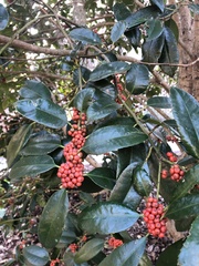 Ilex latifolia
