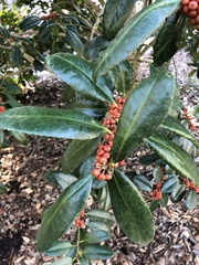 Ilex latifolia