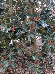 Ilex latifolia