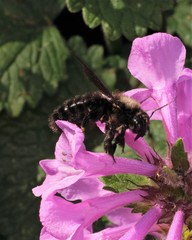 Xylocopa violacea