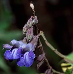 Salvia plurispicata