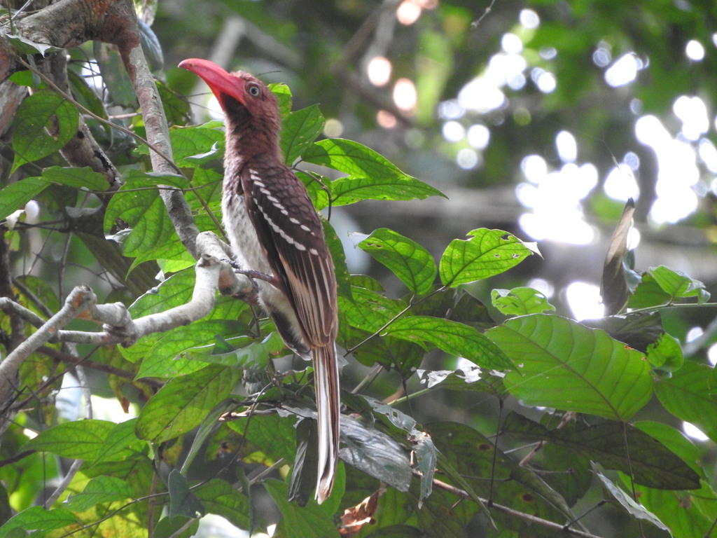 Red-billed Dwarf Hornbill photo