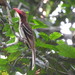 Red-billed Dwarf Hornbill - Photo (c) Dérozier Violette, some rights reserved (CC BY-NC)