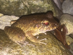 Craugastor aurilegulus