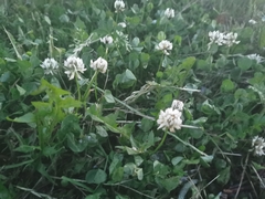 Trifolium repens