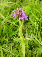 Dactylorhiza incarnata