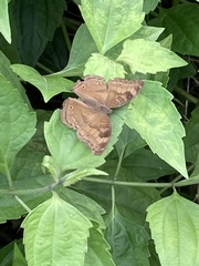 Junonia iphita