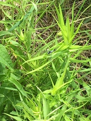 Leucorrhinia frigida