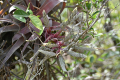 Tillandsia streptophylla