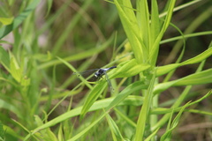 Leucorrhinia frigida