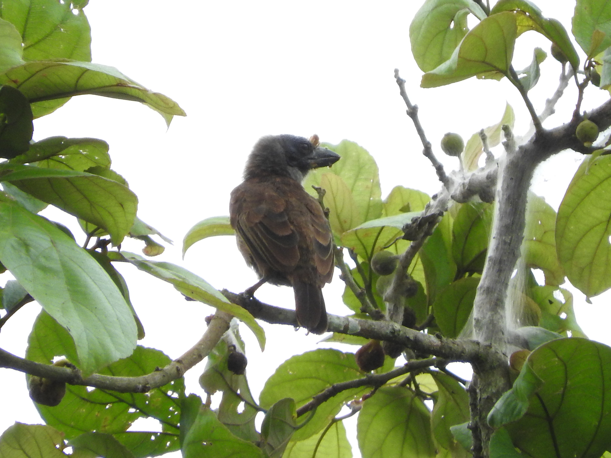 Sladen's Barbet illustration