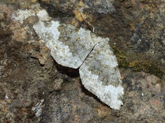 Coenotephria tophaceata