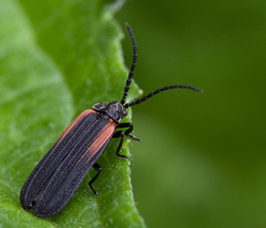 Greenarus thoracicus