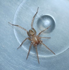 Liocranidae