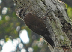 Chloropicus xantholophus