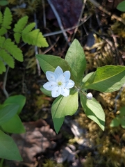 Lysimachia europaea