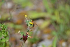 Bembecia ichneumoniformis