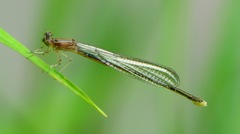 Enallagma exsulans