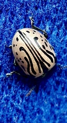 Calligrapha dislocata