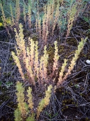 Veronica arvensis
