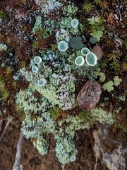 Cladonia asahinae