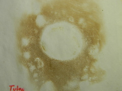 Tylopilus rubrobrunneus image